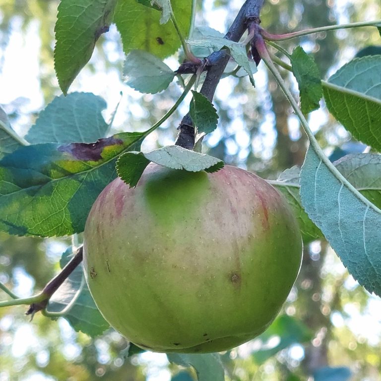Bild KI Canva Obst und Gemüse Praxis für Naturheilkunde Melanie Scheibe Heilpraktikerin